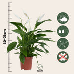 Peace Lilly - 4 Pcs. - Spathiphyllum 'lima' - Height 60-75cm - ⌀17cm | Set of 4 | White