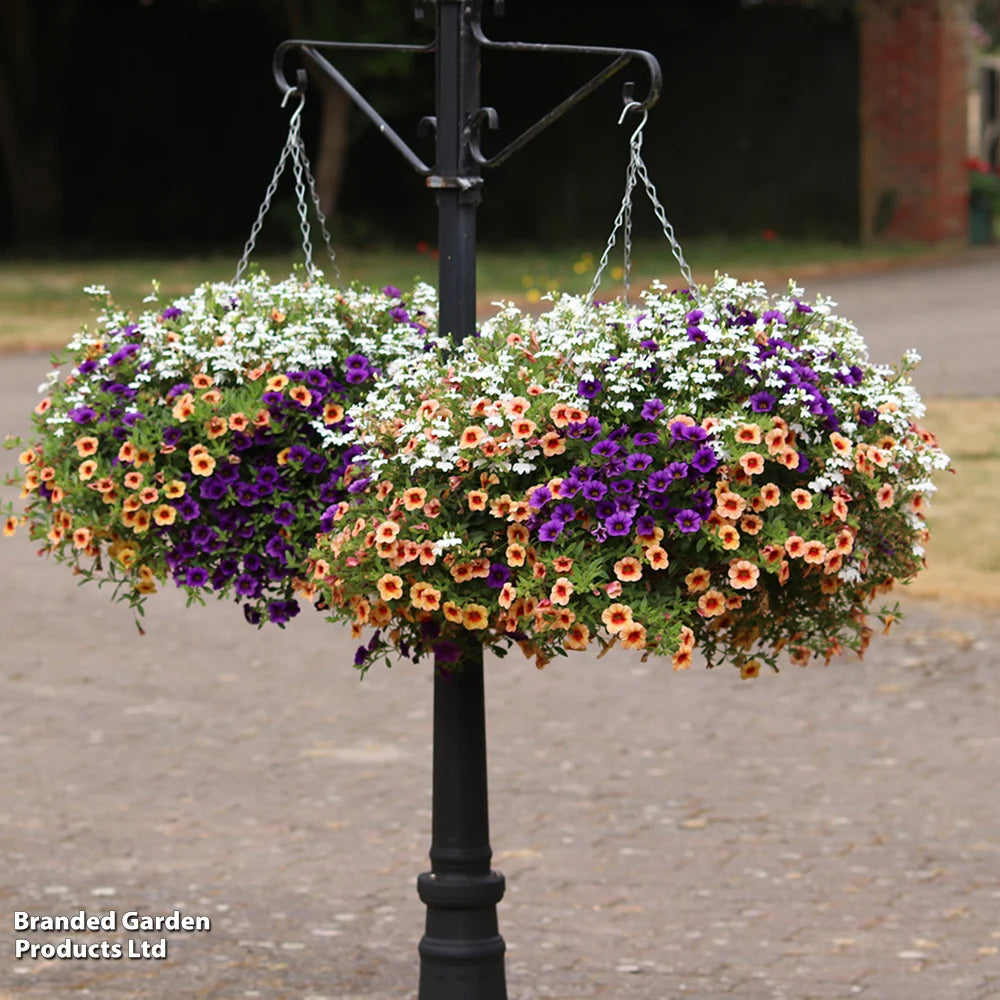 Fruit Salad Preplanted Hanging Basket | 35cm
