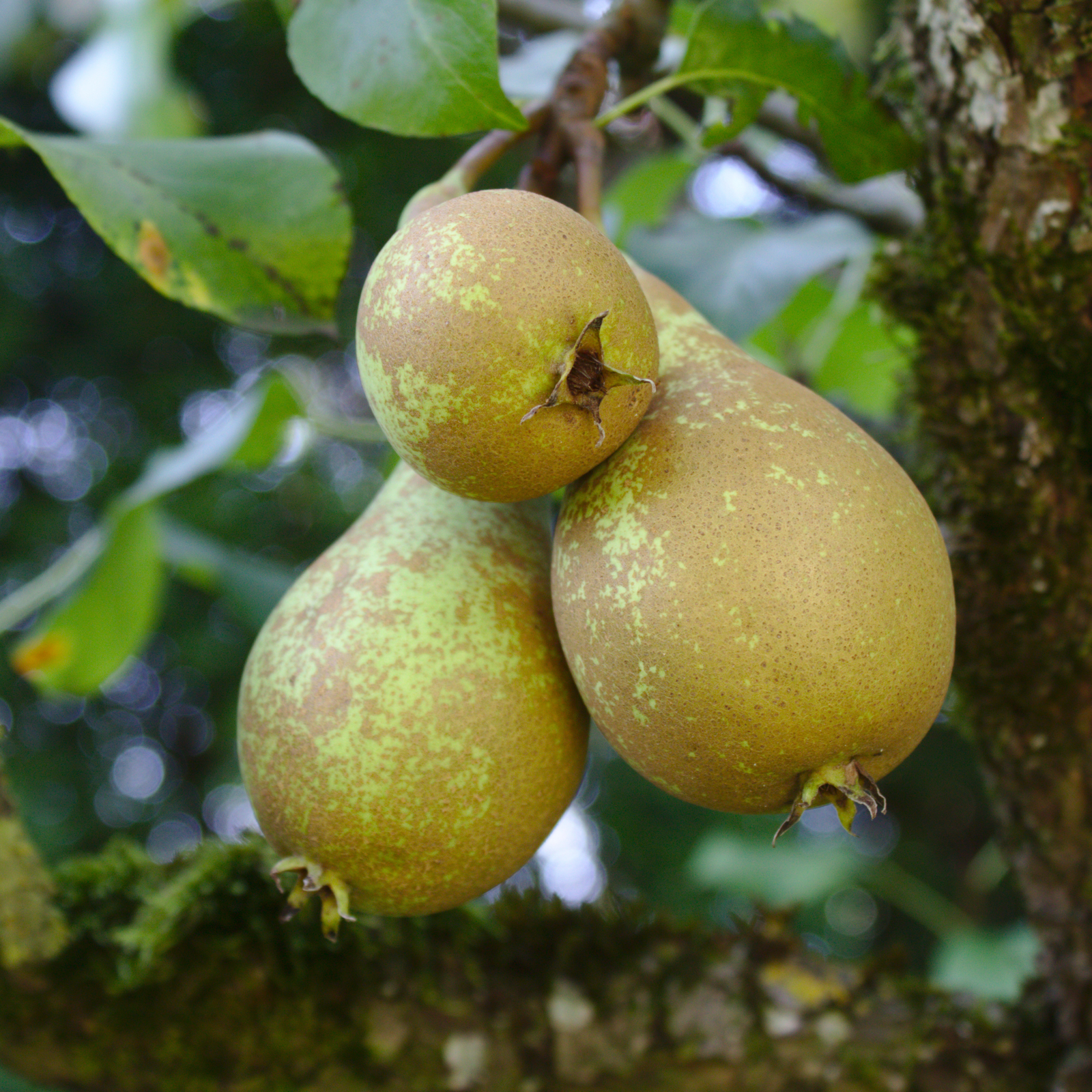 Pear Tree - Pyrus Communis 'conference' - Height 90-100cm - ⌀21cm