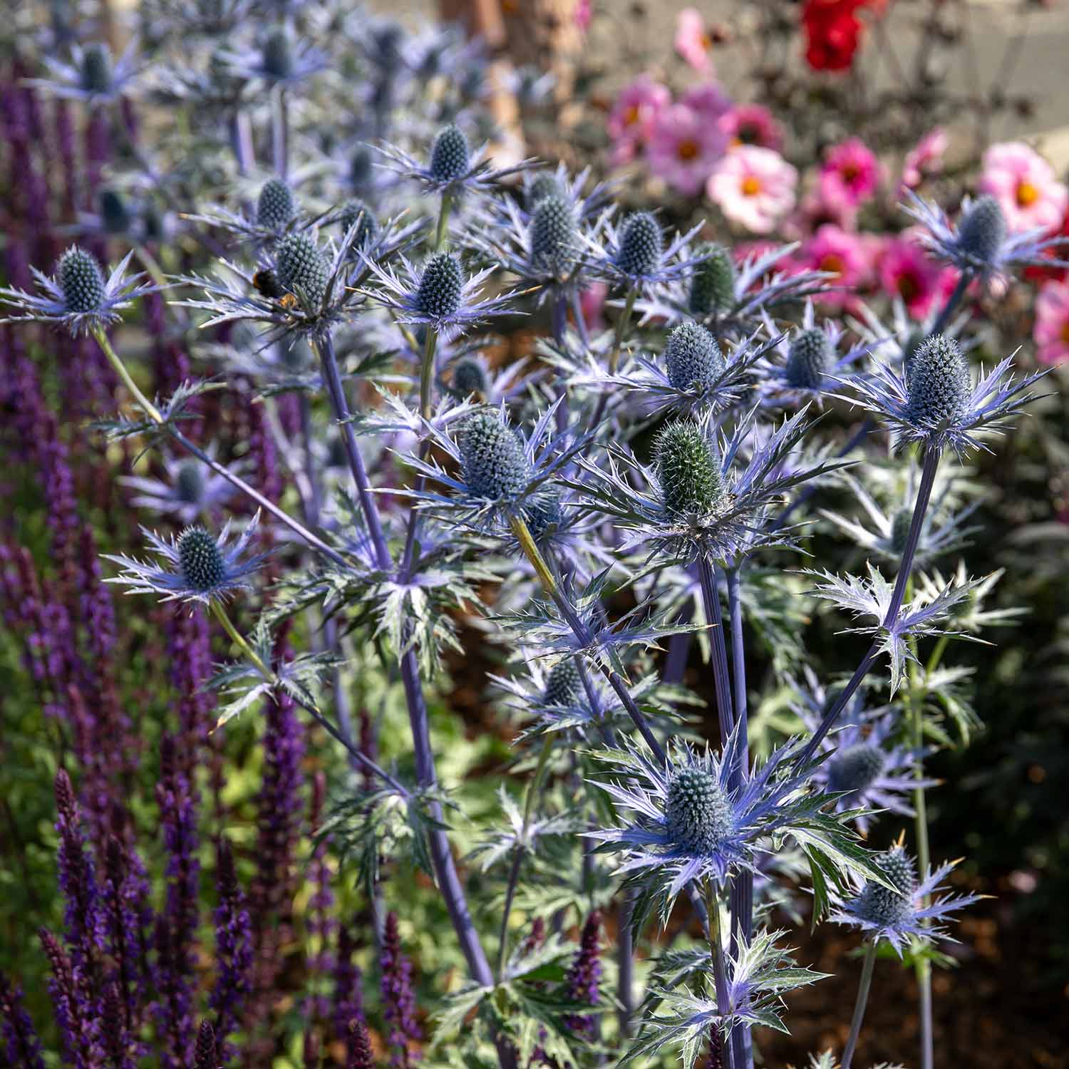 Eryngium 'big Blue' Perennial 50cm | 3 x 9cm | Blue