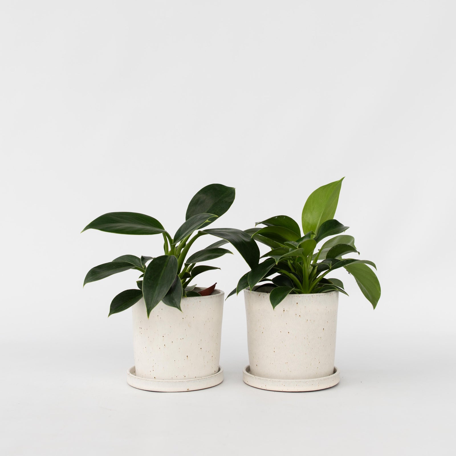 Sweetheart Plant - 2 Pcs. - Philodendron 'green Princess' - H20-30cm - ⌀12cm | Set of 2 | Green