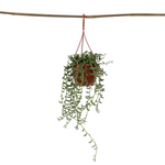 String Of Bananas - Senecio Radicans - Height 10-20cm - ⌀12cm | Set of 1 | Green