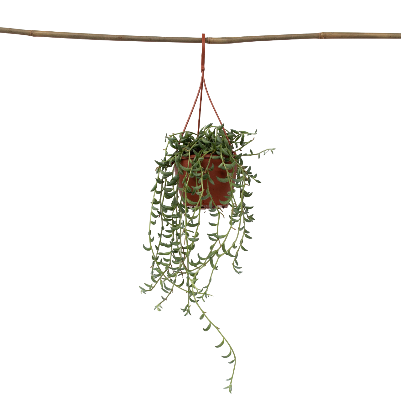 String Of Bananas - Senecio Radicans - Height 10-20cm - ⌀12cm | Set of 1 | Green