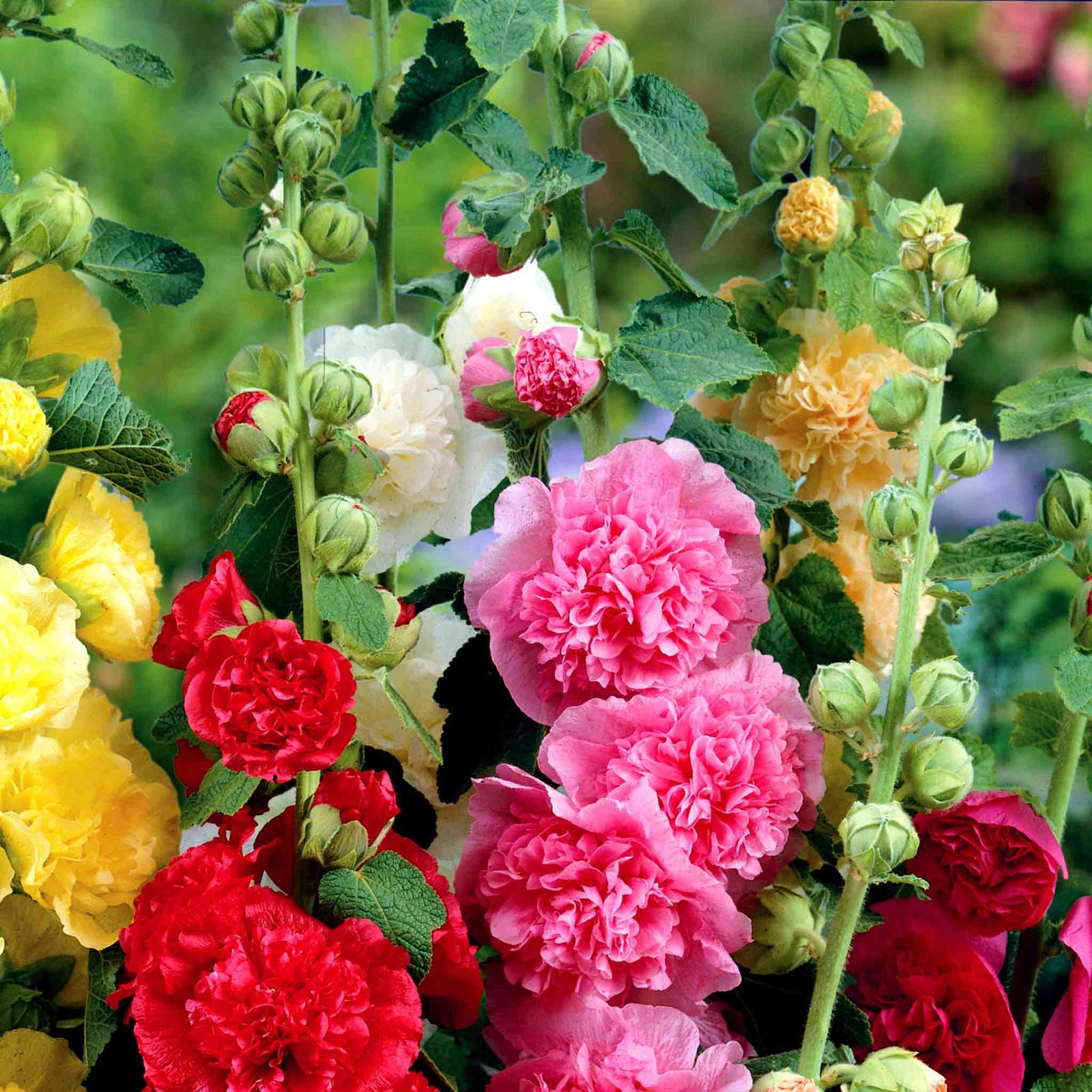 Hollyhock 'chater's Double Mixed' Double-flowered Cottage Garden Mix | 24 x Jumbo Plug Plants | Multi