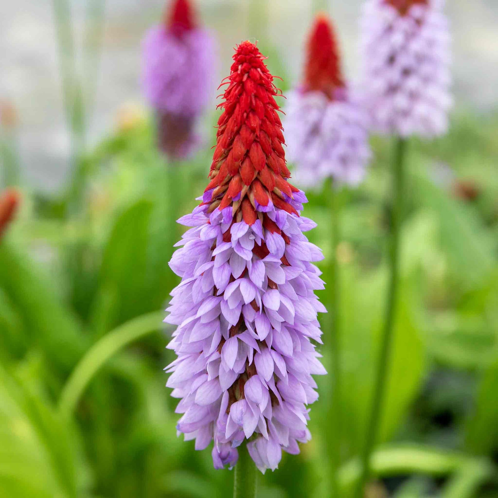 Primula Vialii 'red Hot Poker' Plants | 3 x 9cm | Crimson