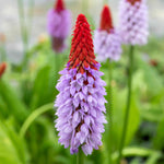 Primula Vialii 'red Hot Poker' Plants | 1 x 9cm | Crimson