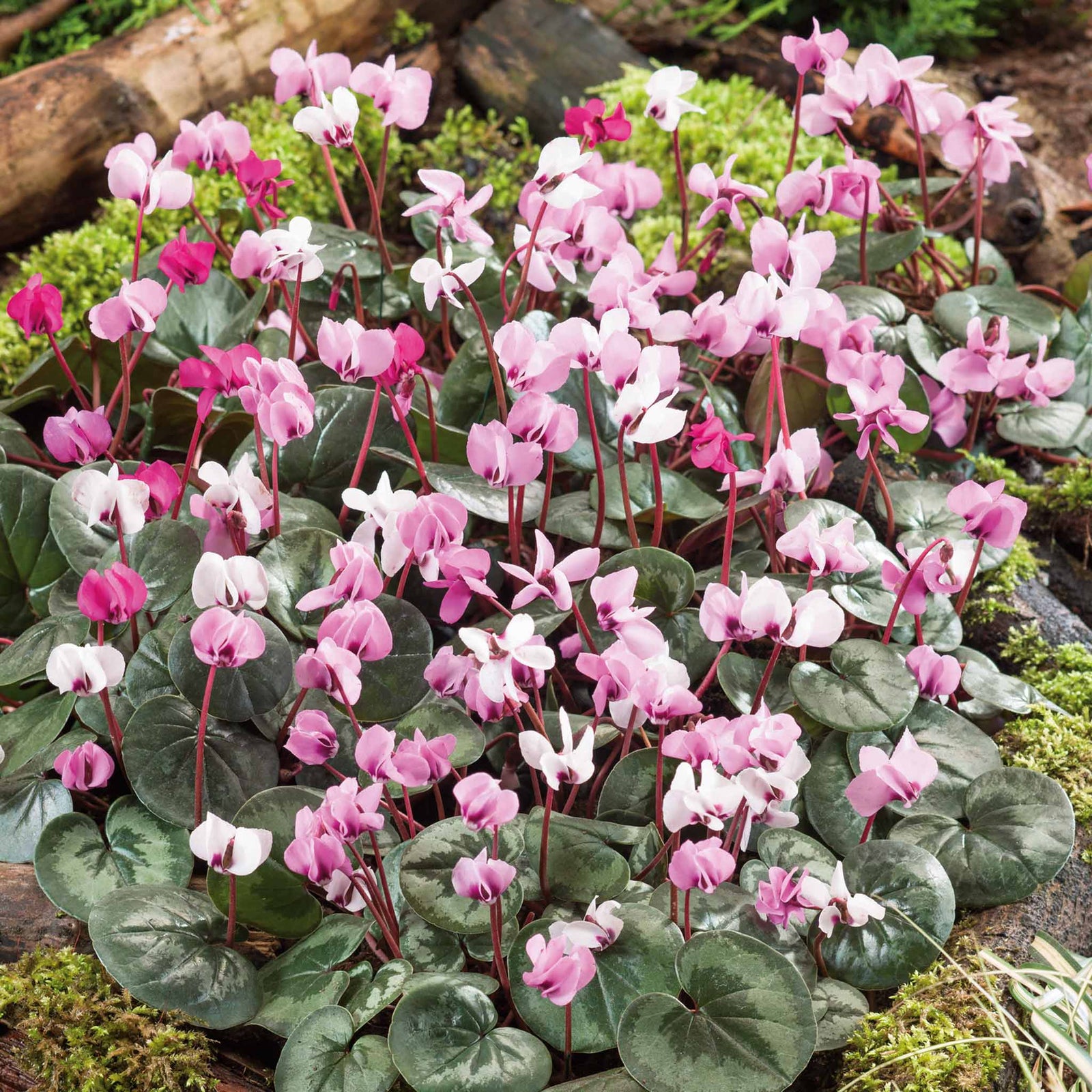 Cyclamen Coum | 5 x Bulbs | Red & White