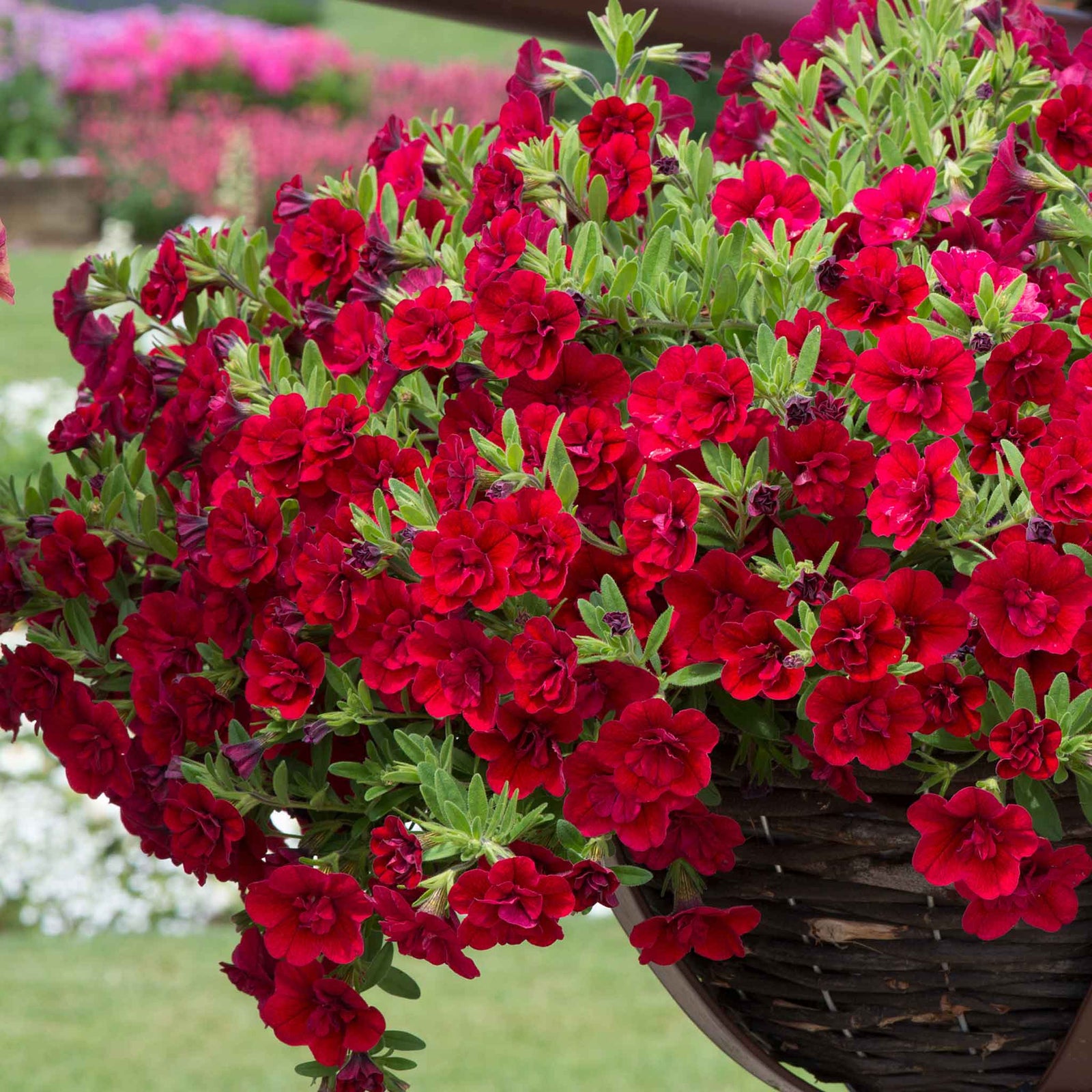 Calibrachoa 'double' Collection | 12 x Plug Plants | Multi