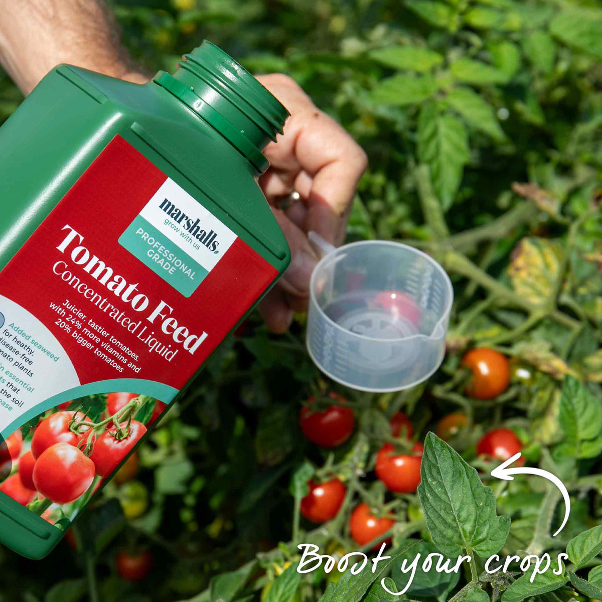 Summerlast F1 Bush Tomato, Compact Patio Plant With Late-blight Resistance Jumbo Plugs | Set of 3 | Red