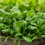 Organic Spinach 'america' | 500 Seeds | Green