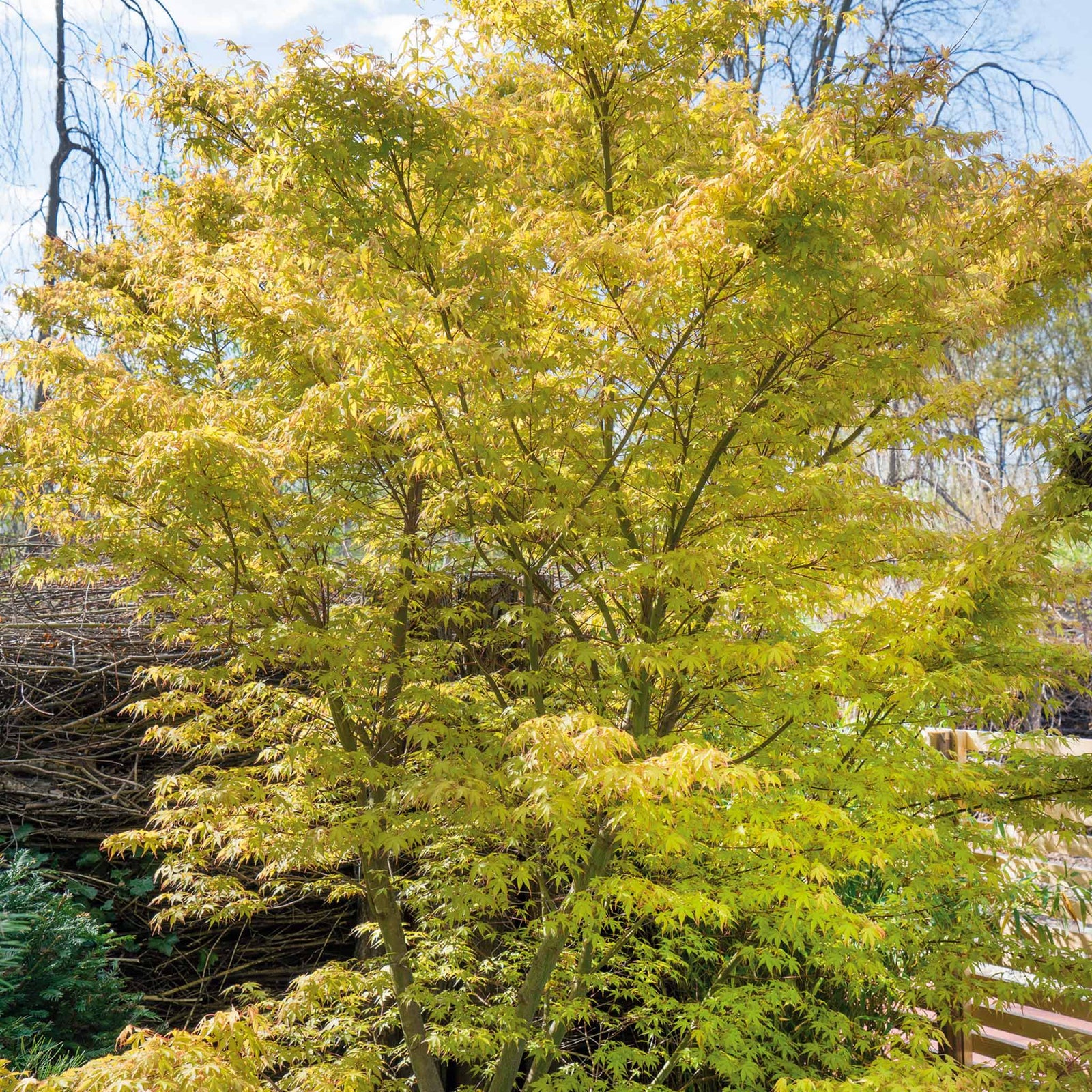 Acer Palmatum 'katsura' Japanese Maple - Ornamental | 1 x 9cm