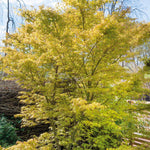 Acer Palmatum 'katsura' Japanese Maple - Ornamental | 1 x 7.5L