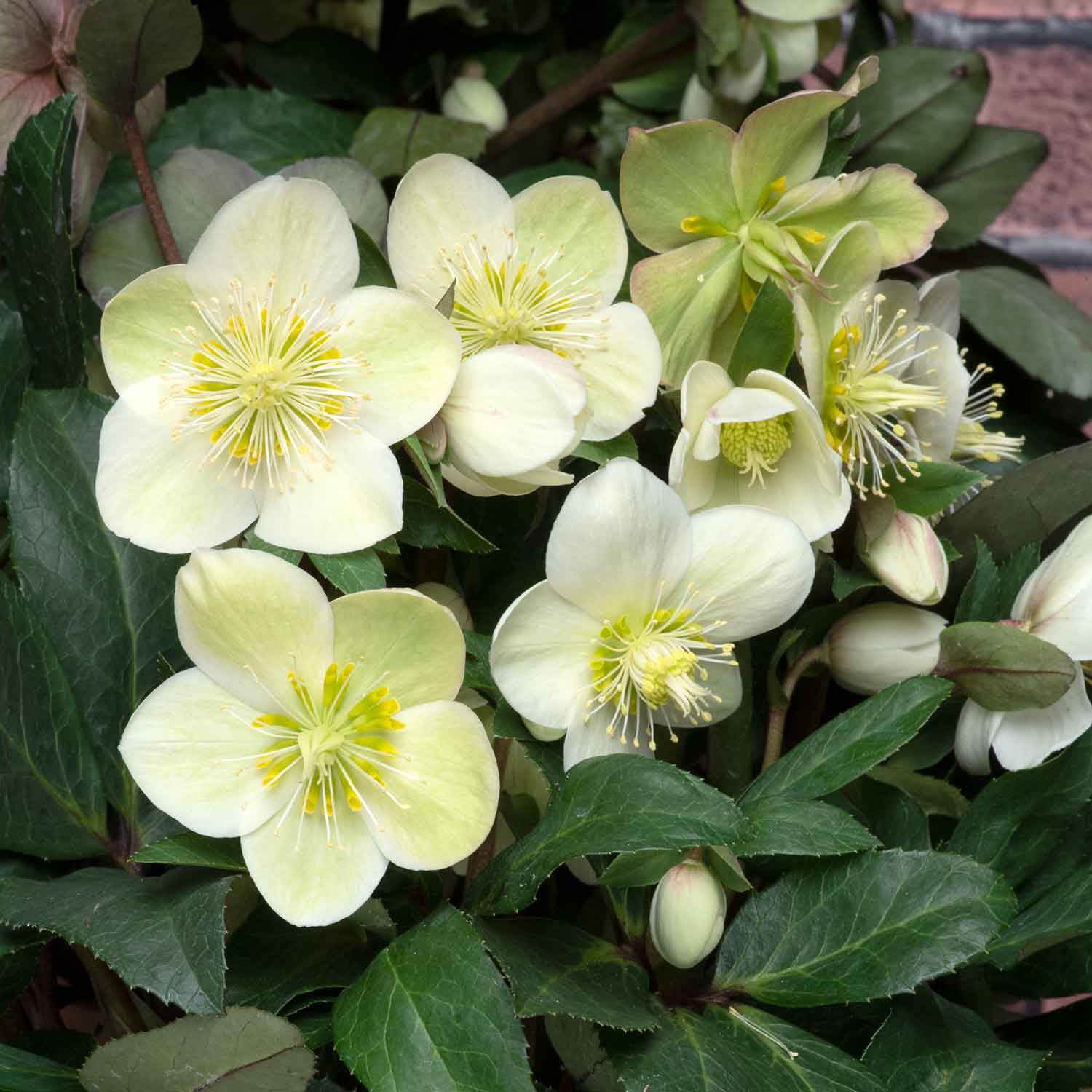 Helleborus 'snow Dance' Hellebore 50cm | 6 x Jumbo Plugs | Multi