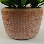 22cm Foliage Honey Plant Light Green In Terracotta Pot