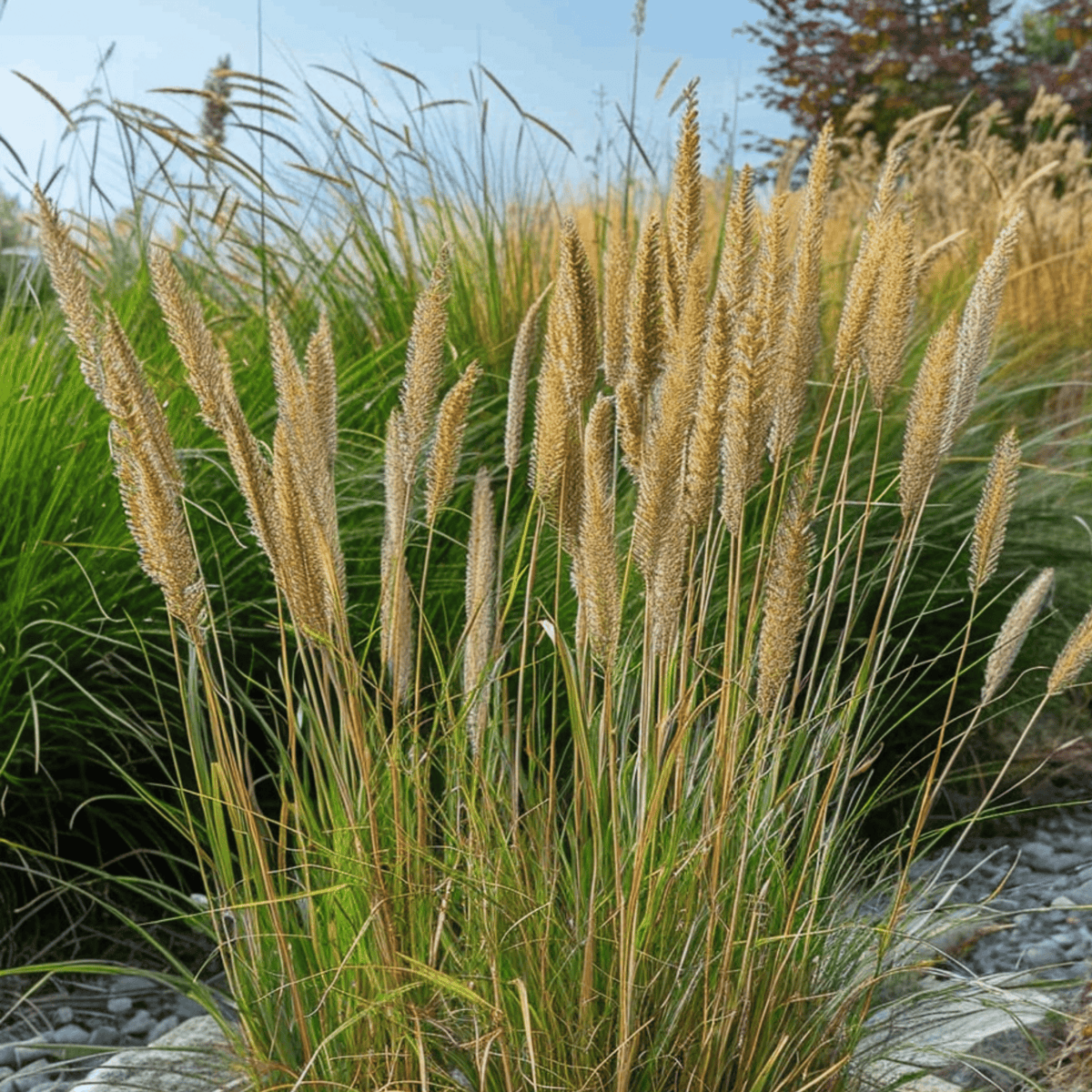 Feather Reed Grass - Calamagrostis Acutiflora 'overdam' - H20-30cm - ⌀23cm | Set of 1 | Green