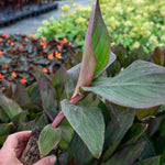 Canna Lily 'cannova Bronze Peach' Plant | 1 x 2L | Multi