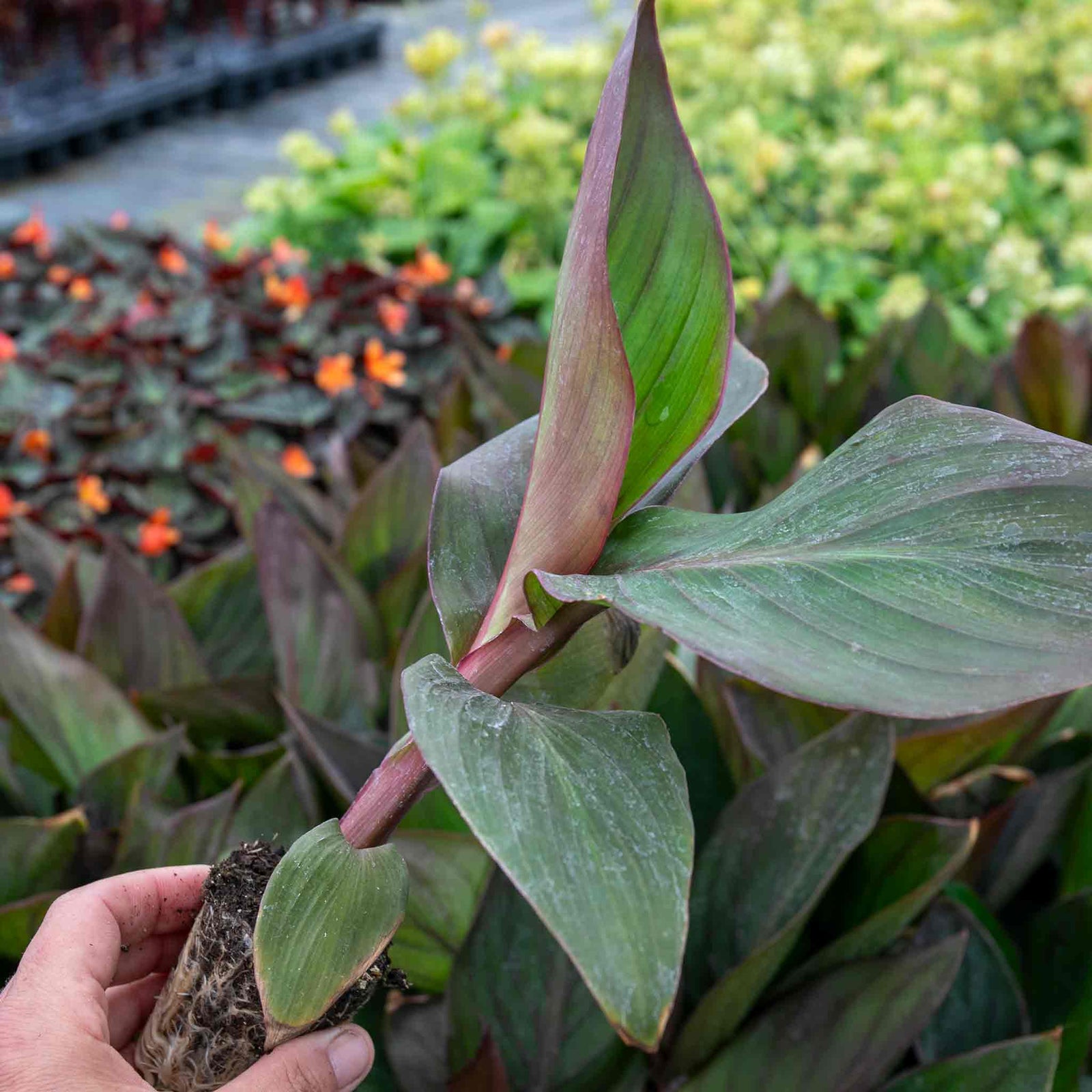 Canna Lily 'cannova Bronze Peach' Plant | 1 x 2L | Multi