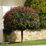 Photinia Standard Red Robin 3 Litre Pot | Set of 2