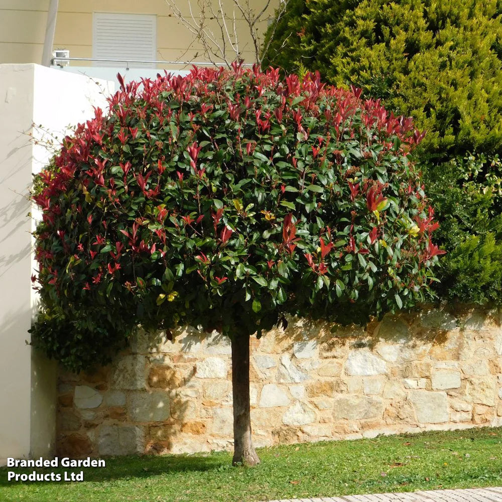 Photinia Standard Red Robin 3 Litre Pot | Set of 2