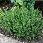Common Thyme Plant | 3 x Plug Plants