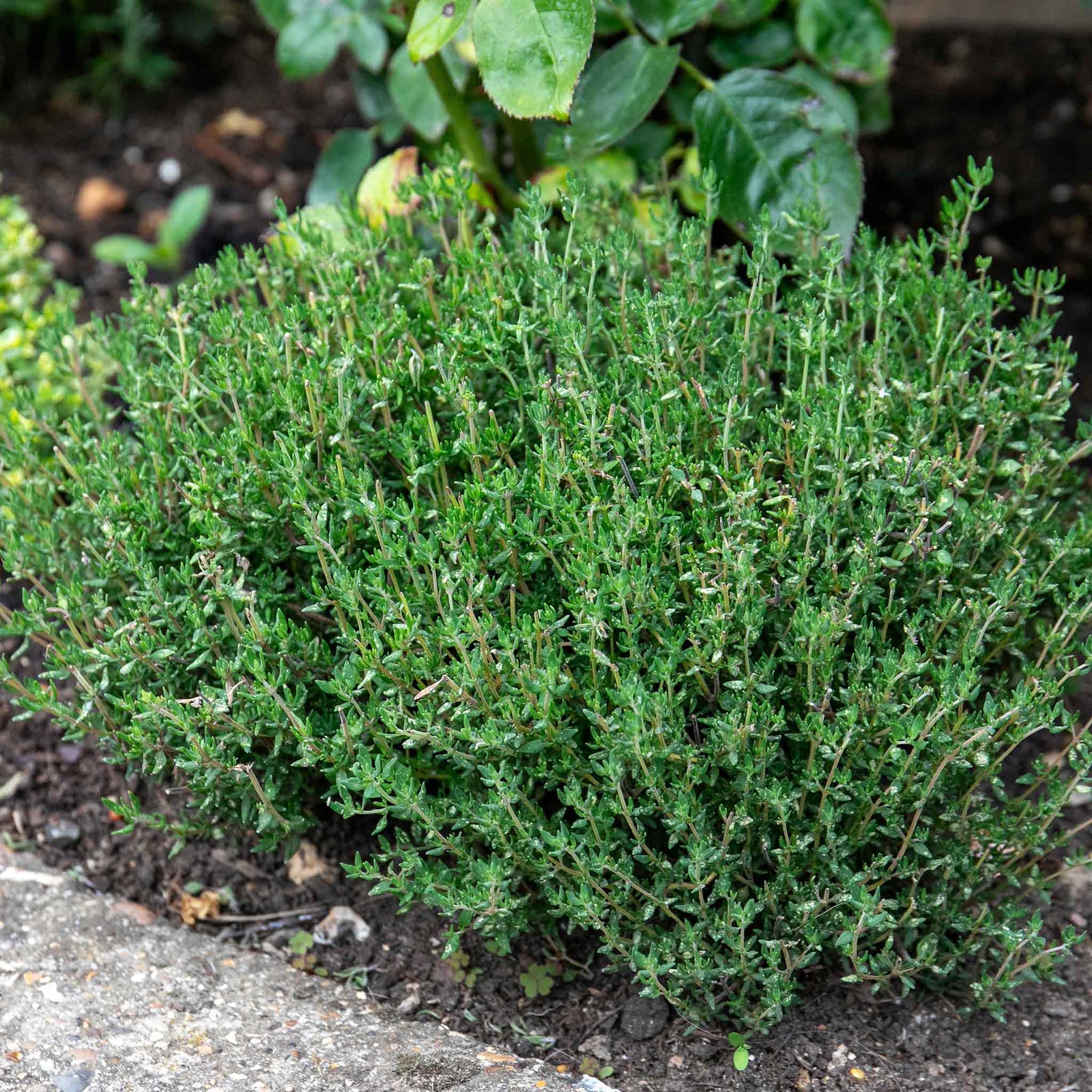 Sense-ational Herb Collection | 6 Plug Plants | Green
