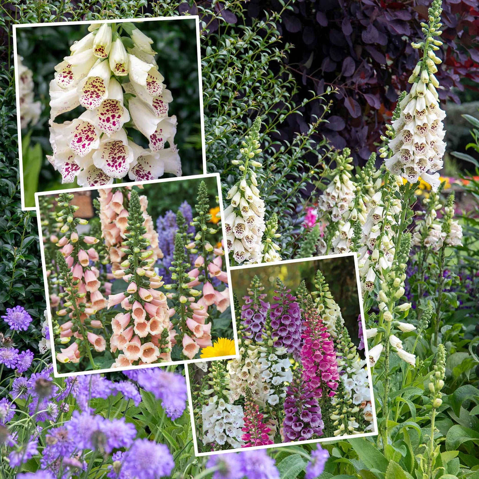 Digitalis Tall Collection — 3-variety Foxgloves | 3 x Jumbo Plugs | Multi Colour