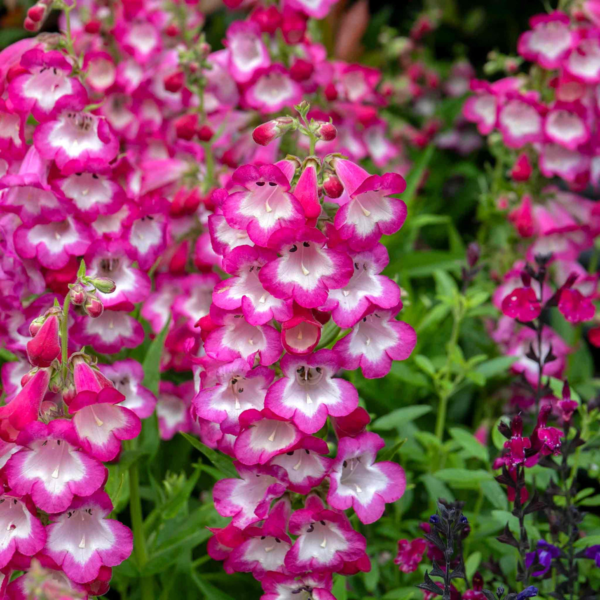 Penstemon Arabesque Orchid 2l Perennial Plant | Set of 1 | Multi