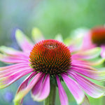 Echinacea Green Twister -a Unique Flower - 9cm pots | 1 x 9cm | Green & Pink