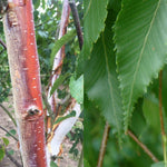 Betula Albosinensis Fascination Tree 6ft Tall Supplied In A 12 Litre Pot