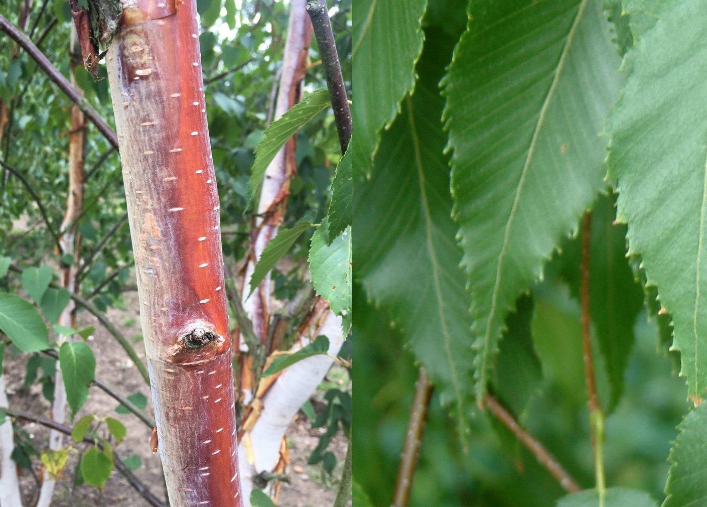 Betula Albosinensis Fascination Tree 6ft Tall Supplied In A 12 Litre Pot