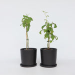 Raspberry Plant - 2 Pcs. - Rubus Idaeus 'malling Promise' - H50-60cm - ⌀15cm | Set of 2 | Red