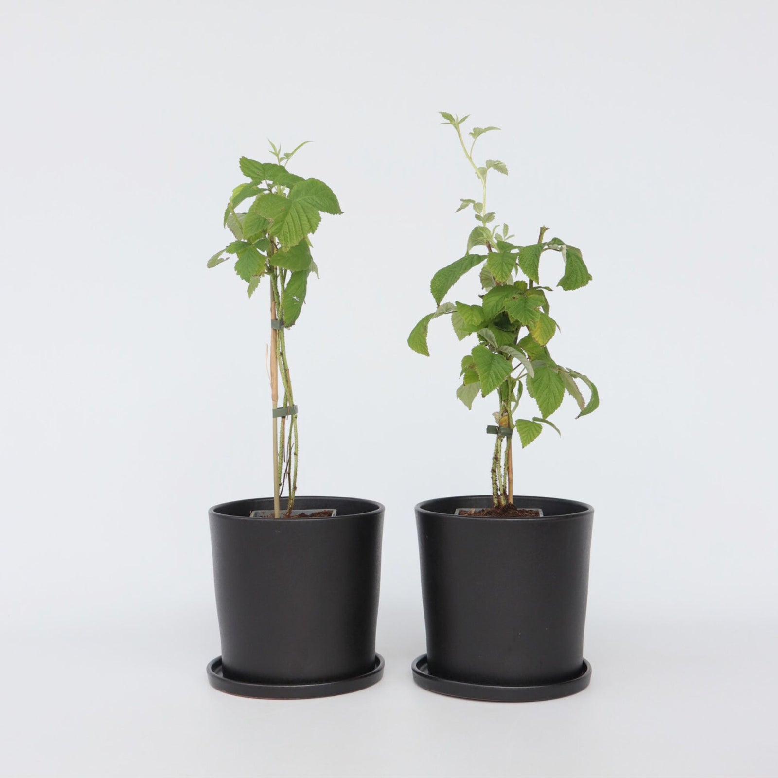Raspberry Plant - 2 Pcs. - Rubus Idaeus 'malling Promise' - H50-60cm - ⌀15cm | Set of 2 | Red
