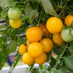 Complete Tomato Collection For Greenhouse, Patio And Garden Seeds | Set of 9