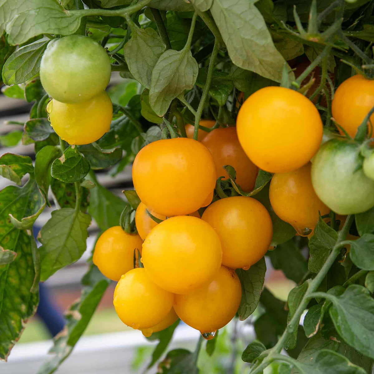 Complete Tomato Collection For Greenhouse, Patio And Garden Seeds | Set of 9