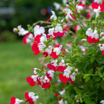 Salvia Little Kiss 2l Perennial | Set of 1 | Green & White