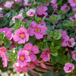 Rattan Round Hanging Basket - 14in | Set of 1