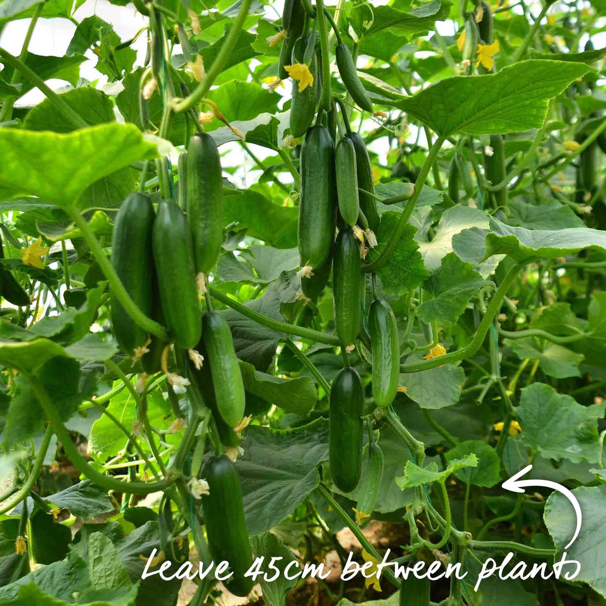 Cucumber Plant 'mini Munch' – Compact, High-yield (rhs Agm) Jumbo Plugs | Set of 6 | Green