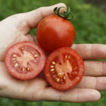 Grafted Blight-resistant Tomato Collection 7cm Plants | Set of 3