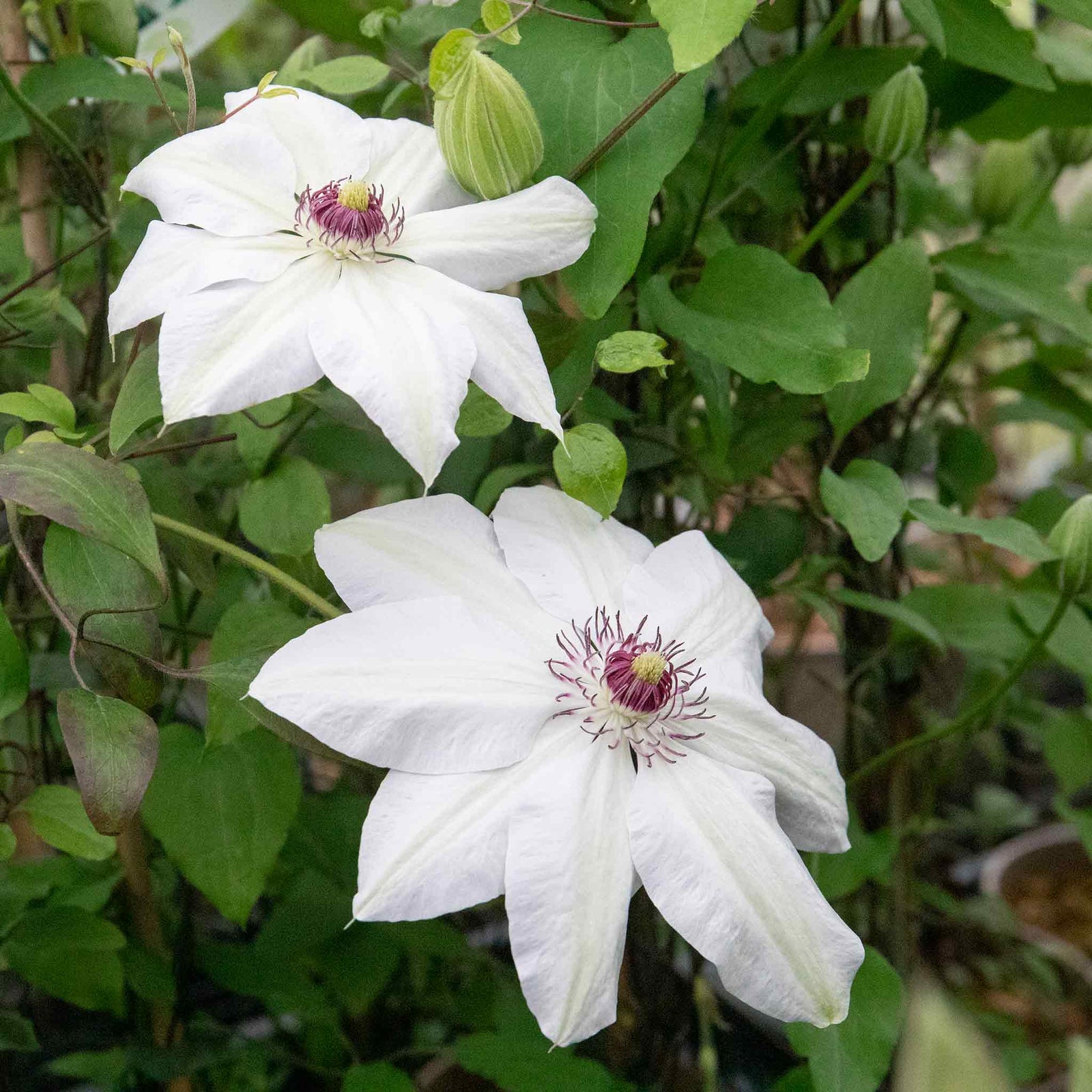 Clematis Miss Bateman Hardy White Climber | 1 x 2L | Green & White