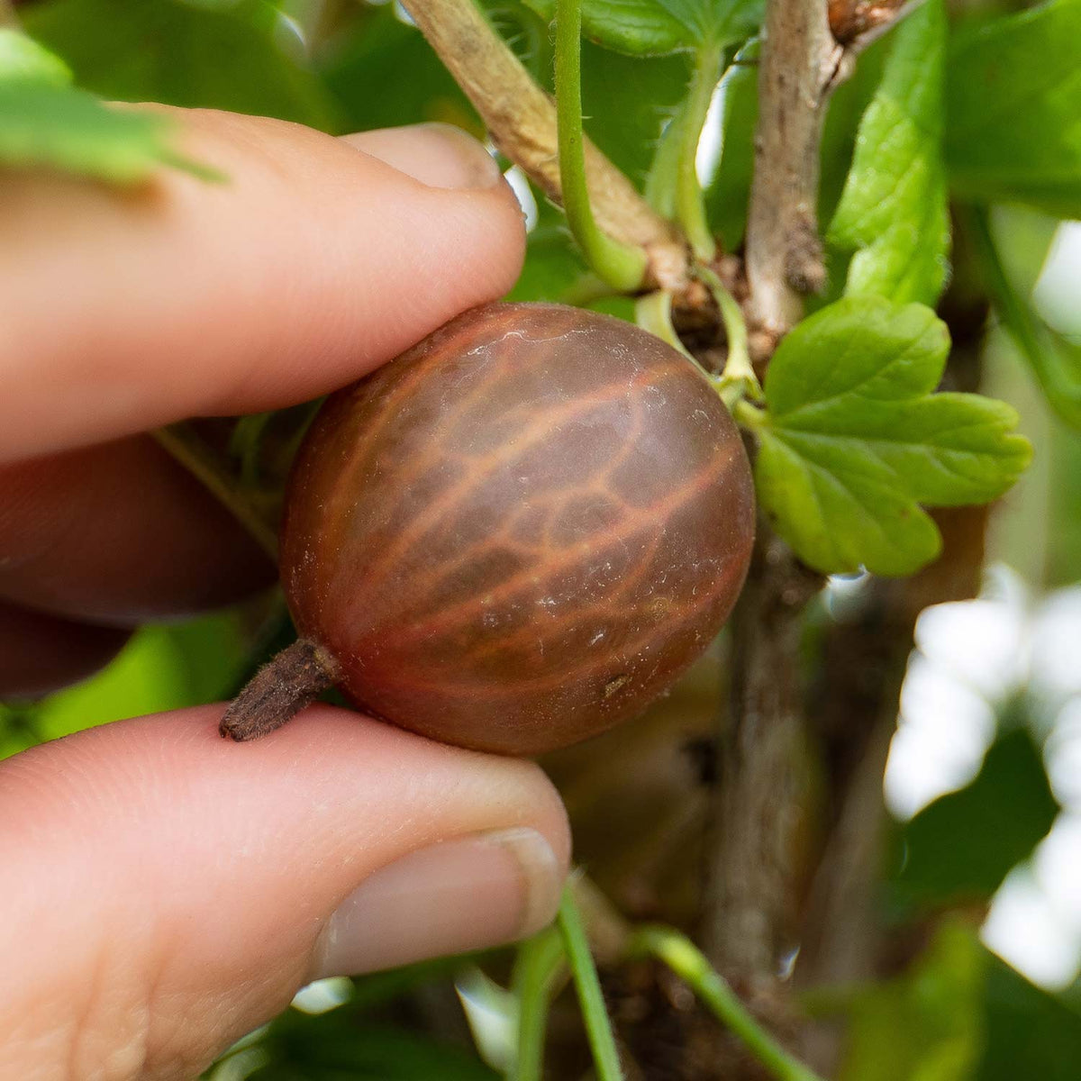 Gooseberry 'hinnonmaki Red' Standard Plant 3l | Set of 1