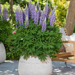 Lupinus Lupinova ‘cierra’ - 9cm pots | 3 x 9cm | Lilac