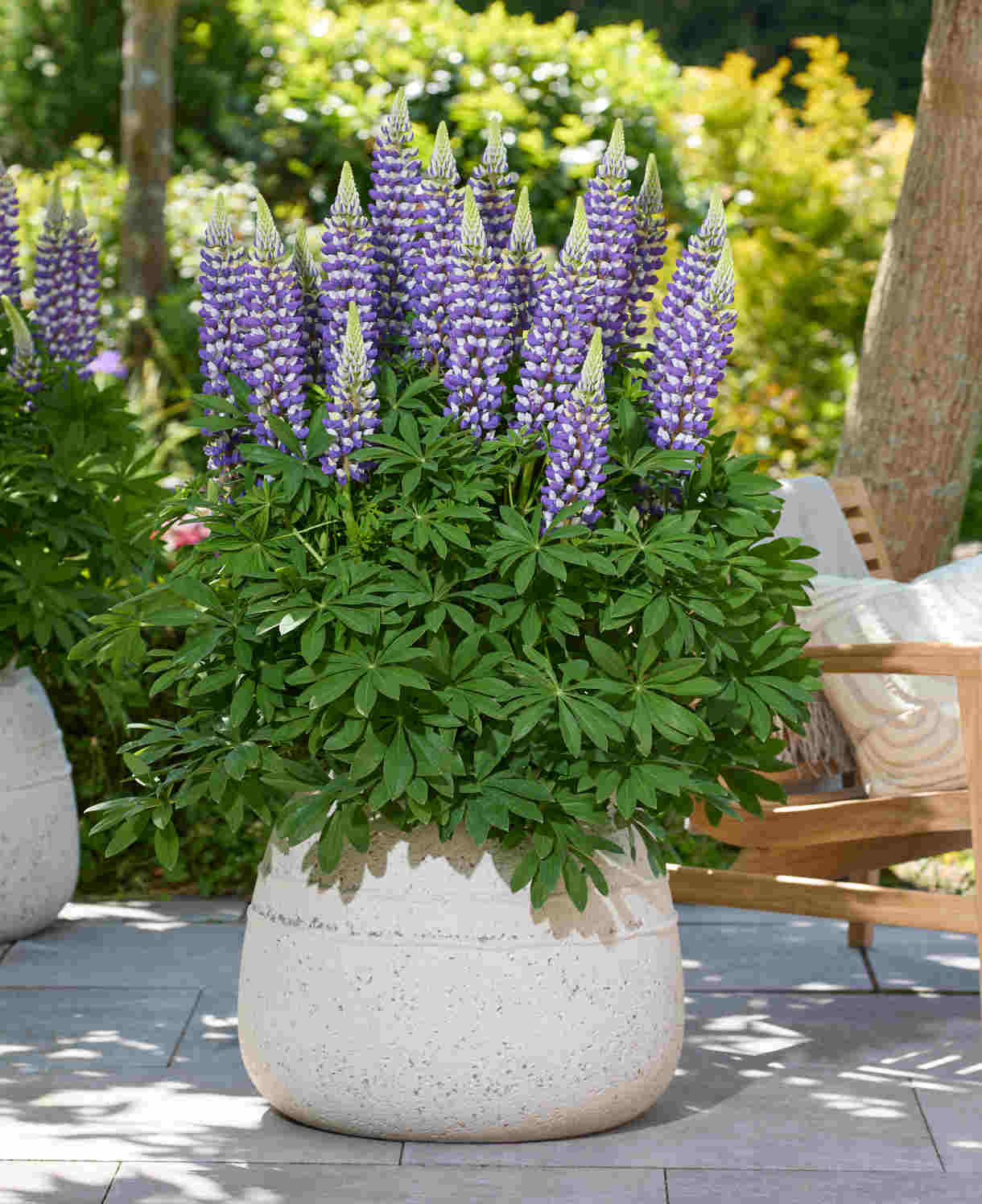 Cottage Garden Legends Lupin’ Collection - XL plug plants | 9 x Jumbo Plug Plants | Multi
