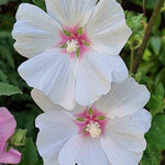 Lavatera 'marshmallow Cherry Blush' - 9cm pot | 5 x 9cm | Off White