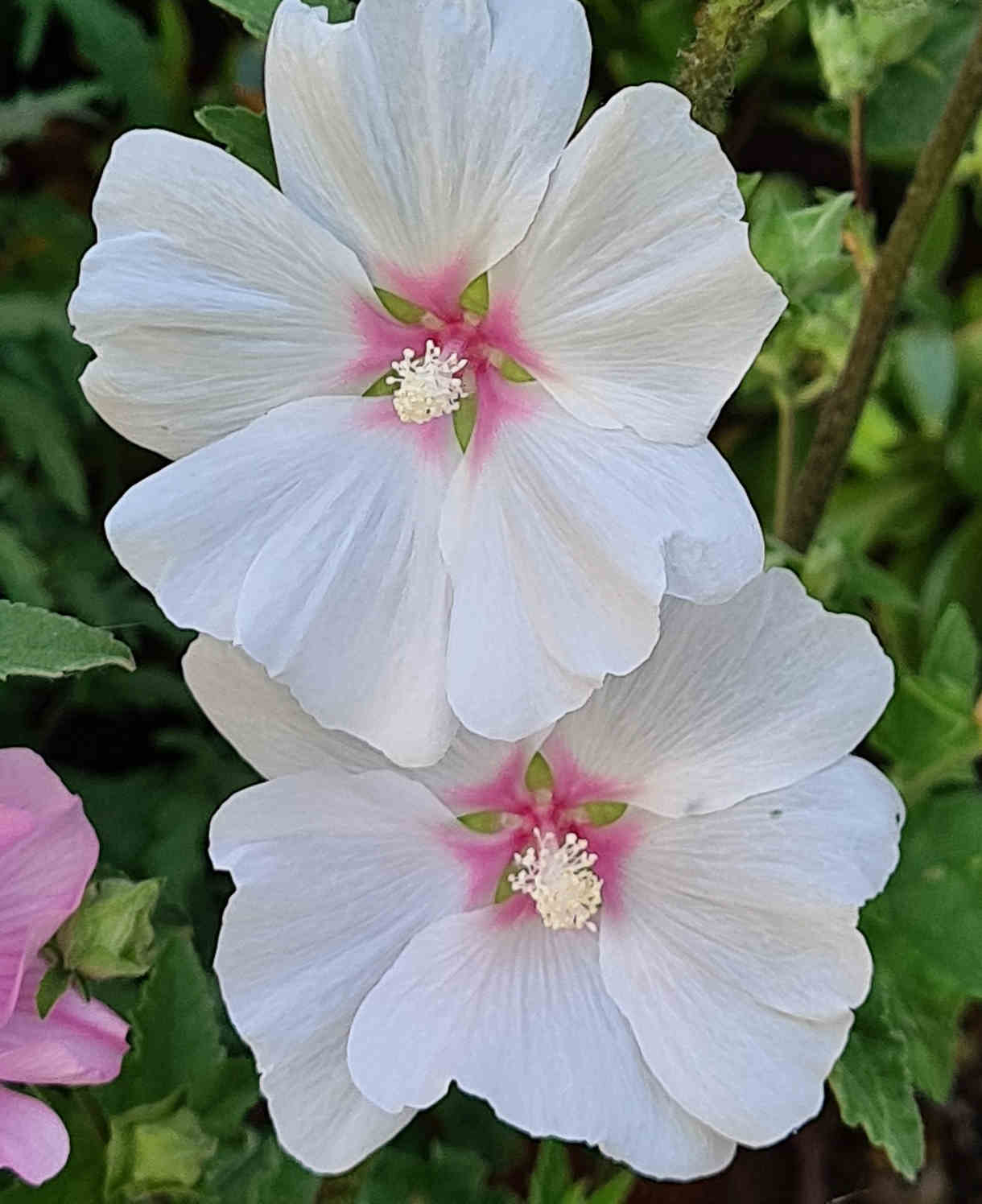 Lavatera 'marshmallow Cherry Blush' - 9cm pot | 1 x 9cm | Off White