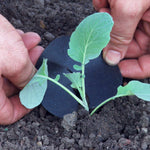 Extra Early Brassica Collection - Mixed Brassicas With Protective Collars | 64 x Pro Grower Plugs | Multi