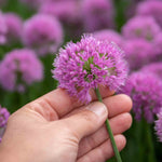 Allium Millennium - Purple Ornamental Onion, 45cm | 3 x 9cm | Purple