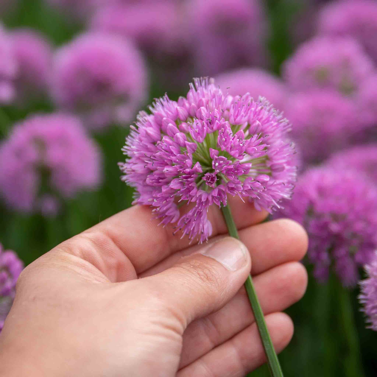 Allium Millennium - Purple Ornamental Onion, 45cm | 3 x 9cm | Purple