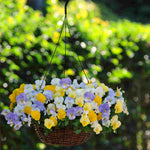 Pansy Cool Wave Pastel Mix - plug plants | 24 x Plug Plants | Multi