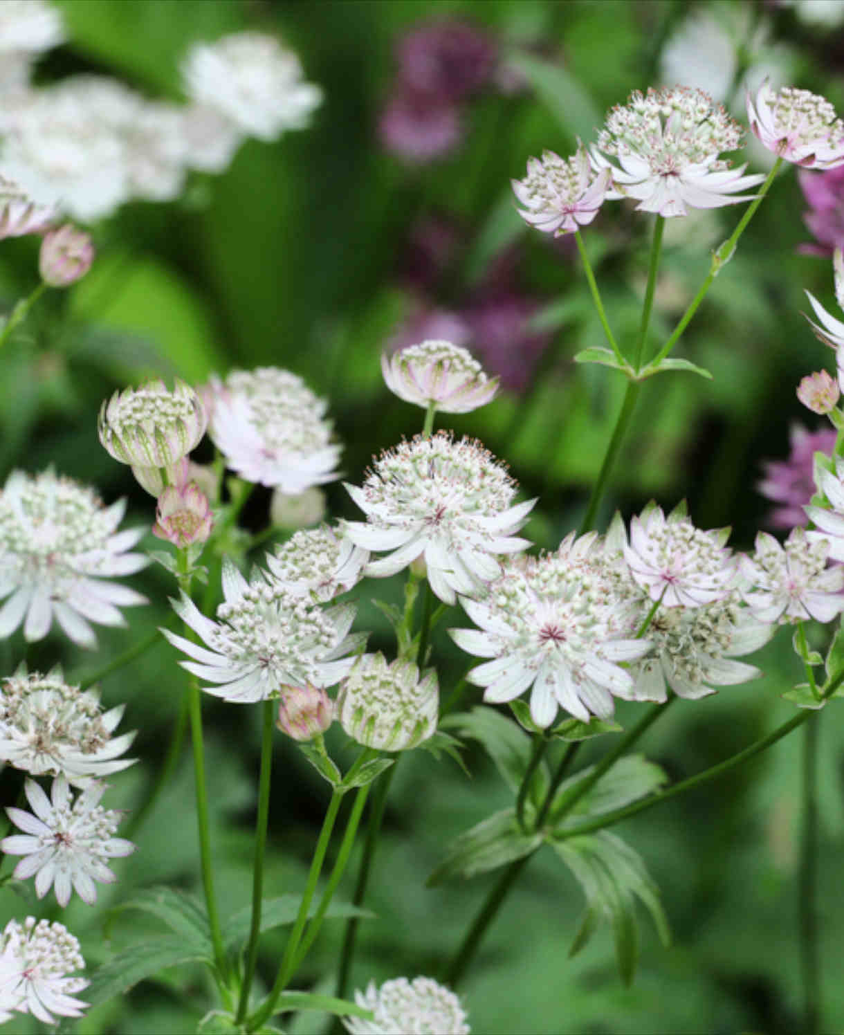 Astrantia Shaggy - 9cm pot | Set-of-3