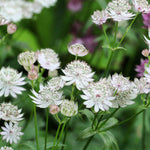Astrantia Shaggy | Set-of-3
